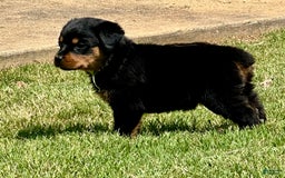Rottweiler dogs for sale: Green Collar - Image 4