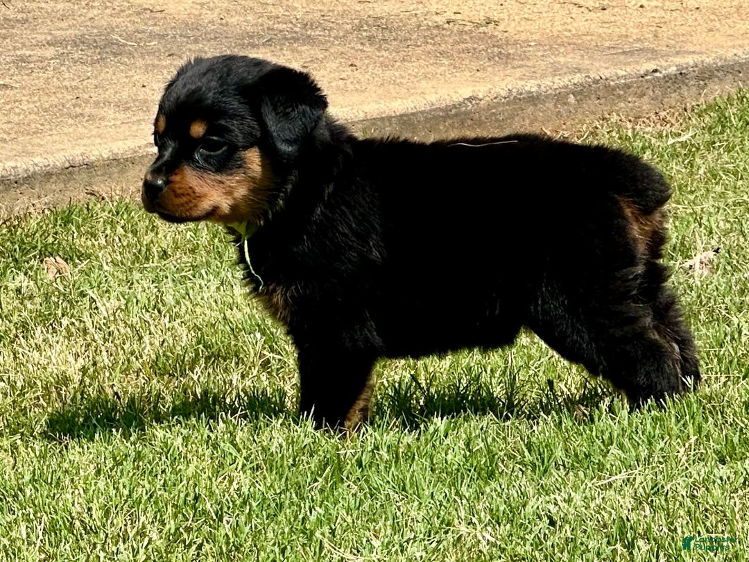 Rottweiler dogs for sale: Green Collar - Image 4