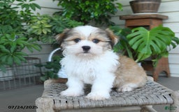 Malshi dogs for sale: Roy - Image 7