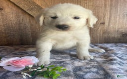 Great Pyrenees dogs for sale: Dodge - Image 1