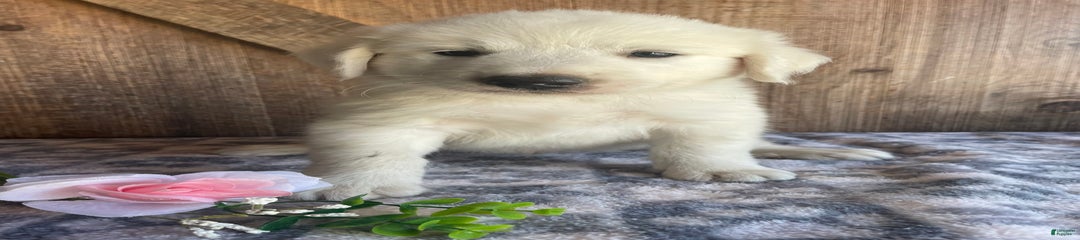 Dodge