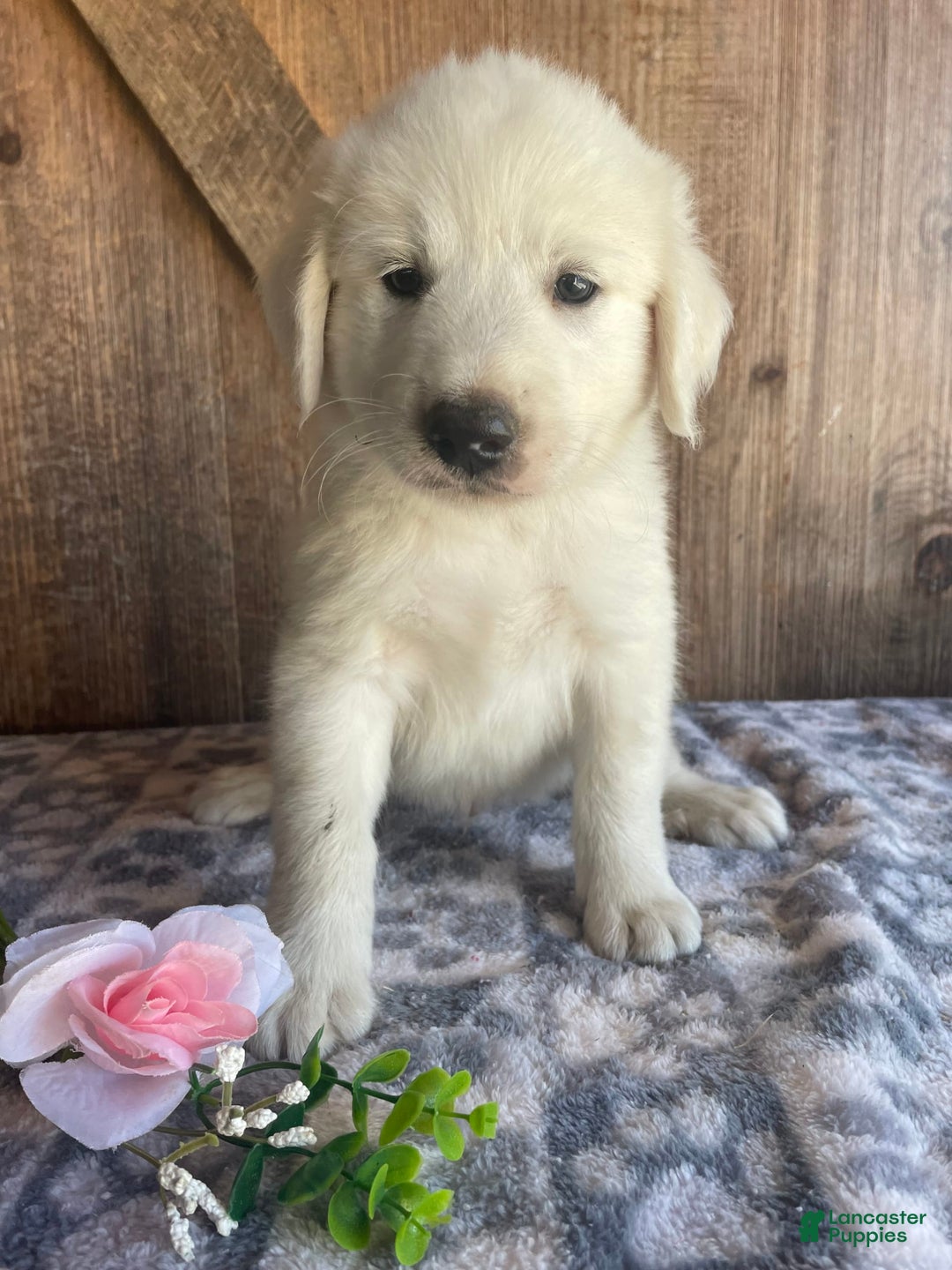 Great Pyrenees dogs for sale: Dodge - Image 1