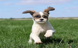 Shihpoo dogs for sale: Anya - Image 18