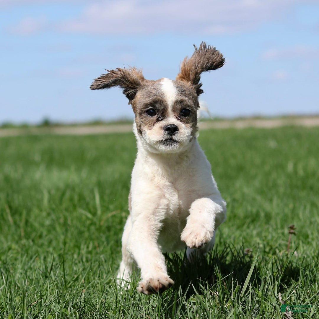 Shihpoo dogs for sale: Anya - Image 18