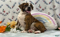 English Bulldog dogs for sale: Alex - Image 5