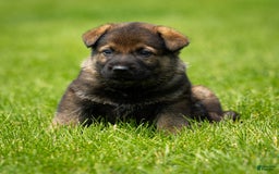German Shepherd dogs for sale: Rolf - Image 2