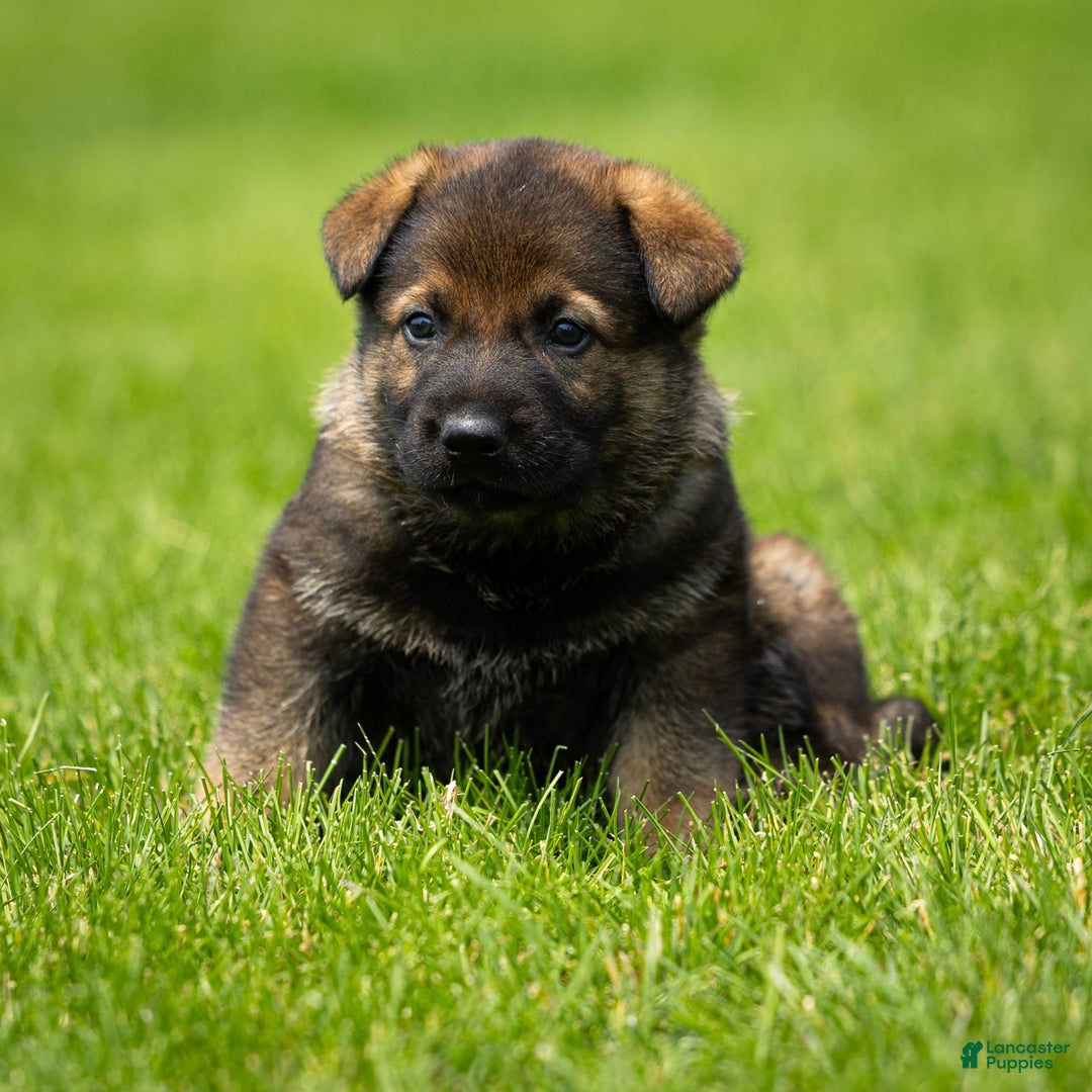 German Shepherd dogs for sale: Rolf - Image 2