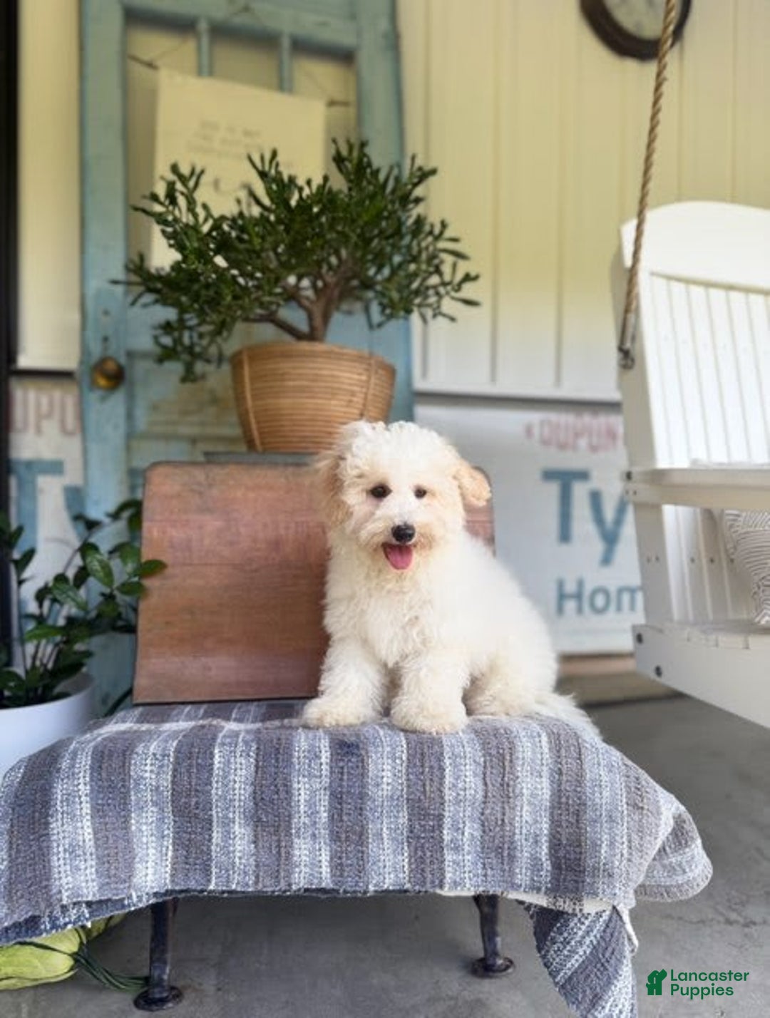 Havapoo dogs for sale: Rover - Image 3