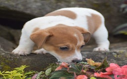 Jack Russell Terrier dogs for sale: Starlight - Image 3