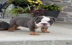 English Bulldog dogs for sale: Tuffy - Image 1