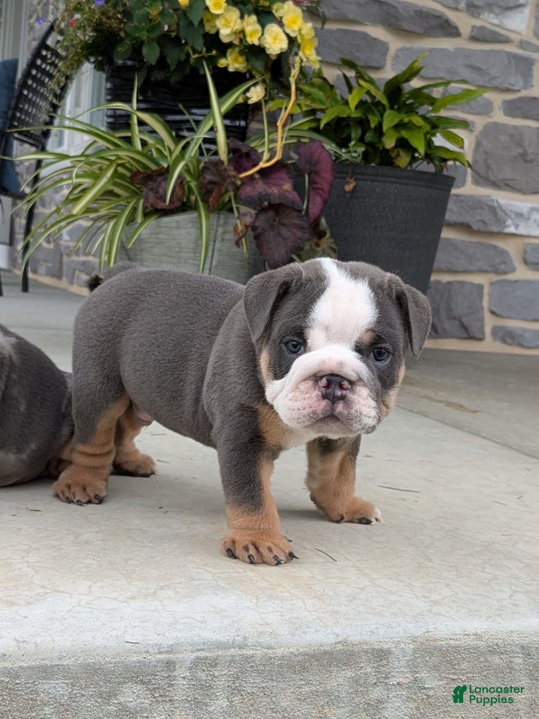 English Bulldog dogs for sale: Tuffy - Image 1