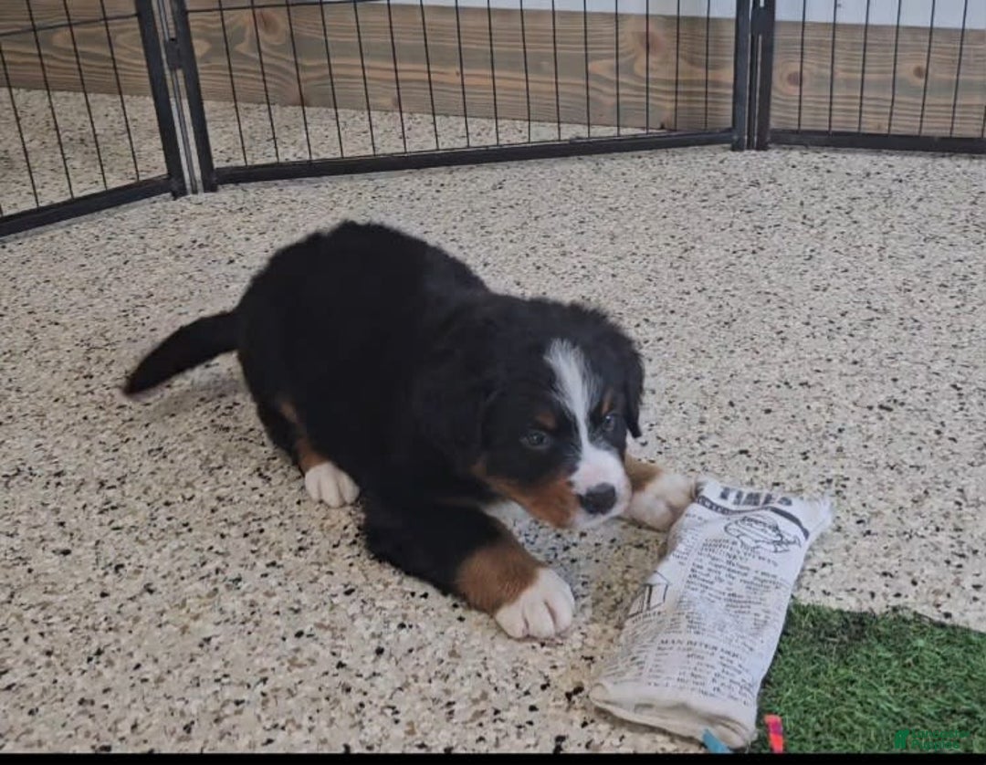 Bernese Mountain Dog dogs for sale: Sparkler - Image 8