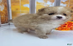 Pomeranian dogs for sale: Snuggles - Champion Lines - Image 7