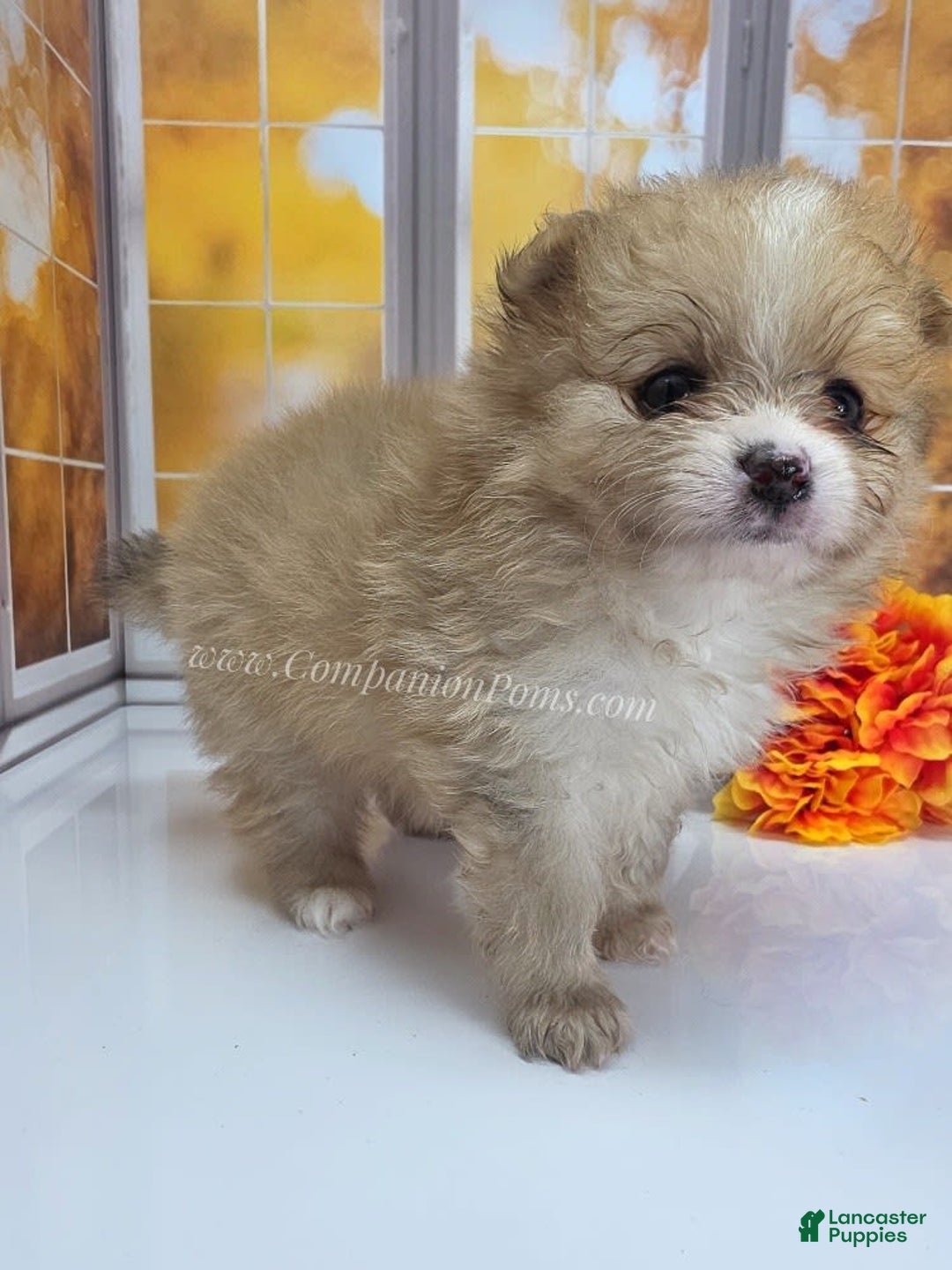 Pomeranian dogs for sale: Snuggles - Champion Lines - Image 7
