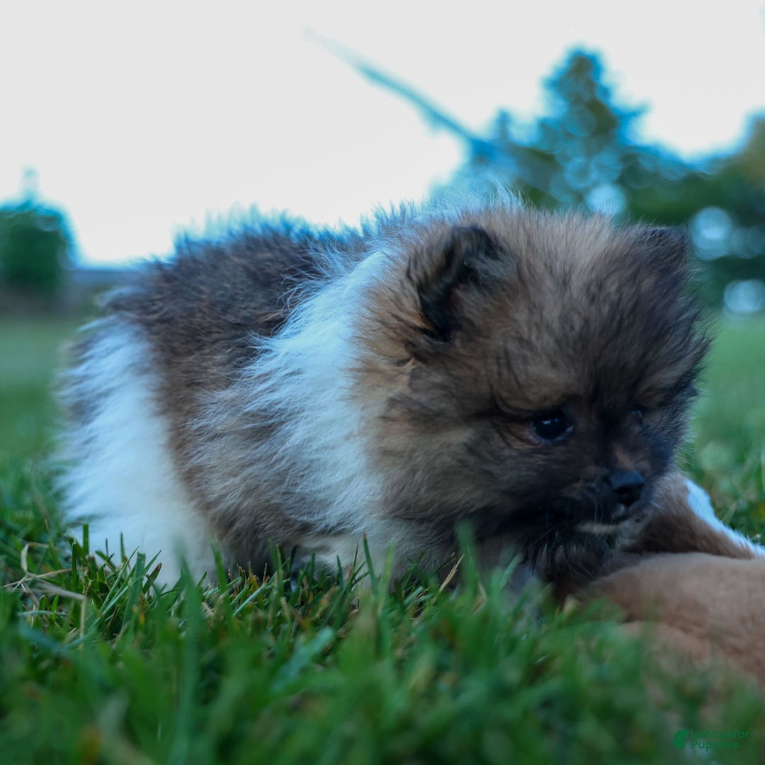 Pomeranian dogs for sale: Bobby - Image 21