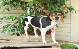 Rat Terrier dogs for sale: Pepper - Image 2
