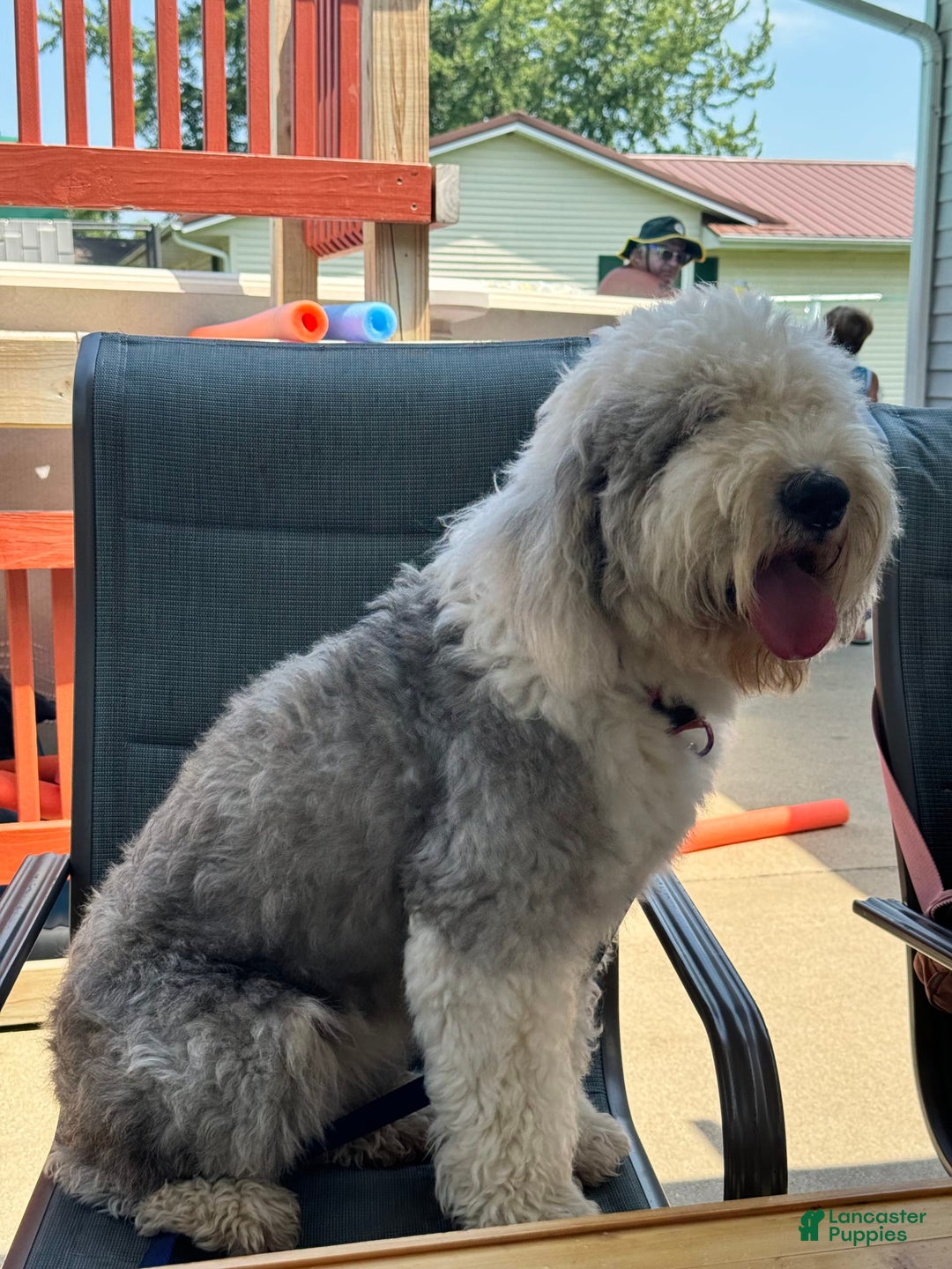 Old English Sheepdog dogs for sale: Indie - Image 2