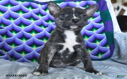 Boston Terrier dogs for sale: Buck - Image 2