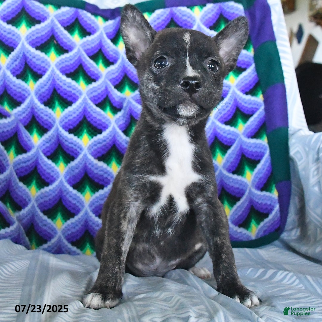 Boston Terrier dogs for sale: Buck - Image 2