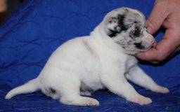 Chihuahua dogs for sale: Ian - Image 9