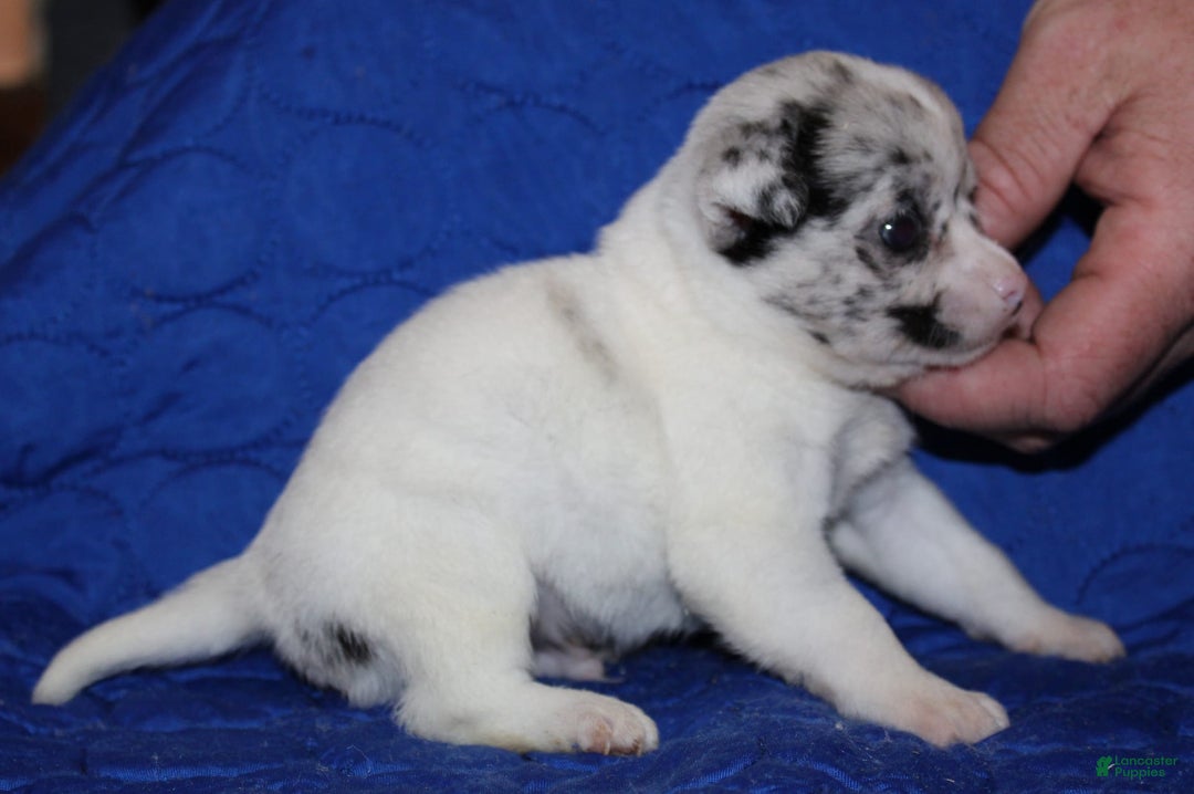 Chihuahua dogs for sale: Ian - Image 9