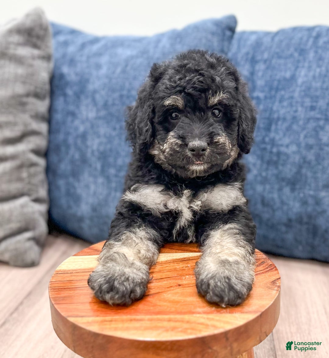 Mini Goldendoodle dogs for sale: Manny - Image 2