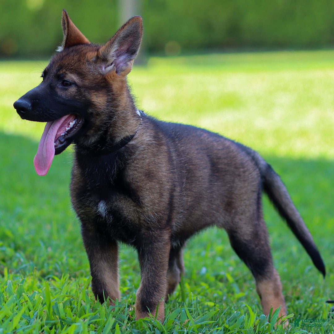 German Shepherd dogs for sale: Freya - Image 3