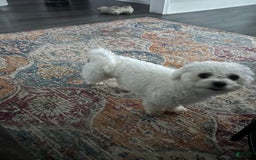 Teddy Bear dogs for sale: Max - Image 13