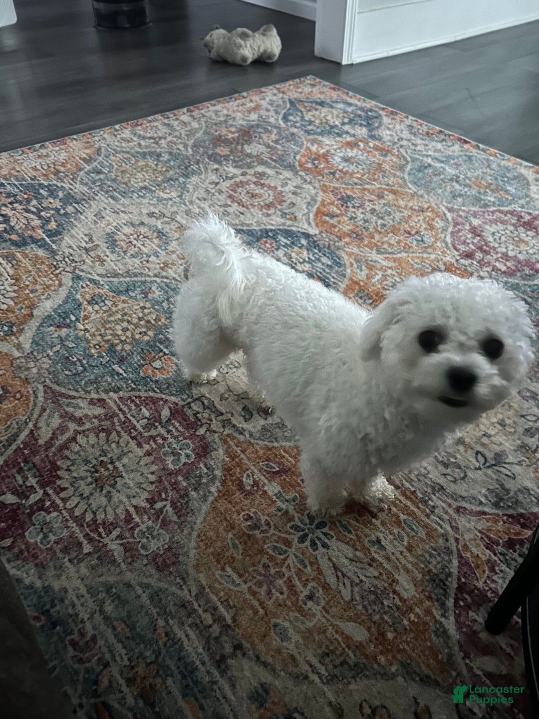 Teddy Bear dogs for sale: Max - Image 13