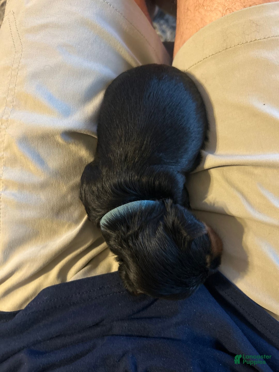 Yorkshire Terrier dogs for sale: Baby Blue - Image 1