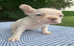 French Bulldog dogs for sale: Princess White - Image 3