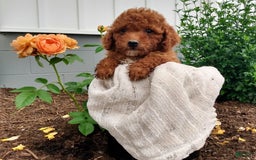 Miniature Poodle dogs for sale: Tilly - Image 5