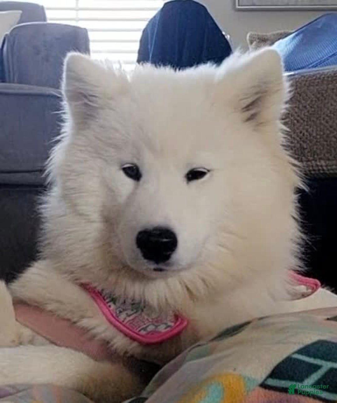 Samoyed dogs for sale: Pinky - Image 3