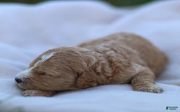 Goldendoodle dogs for sale: Ocean - Image 2