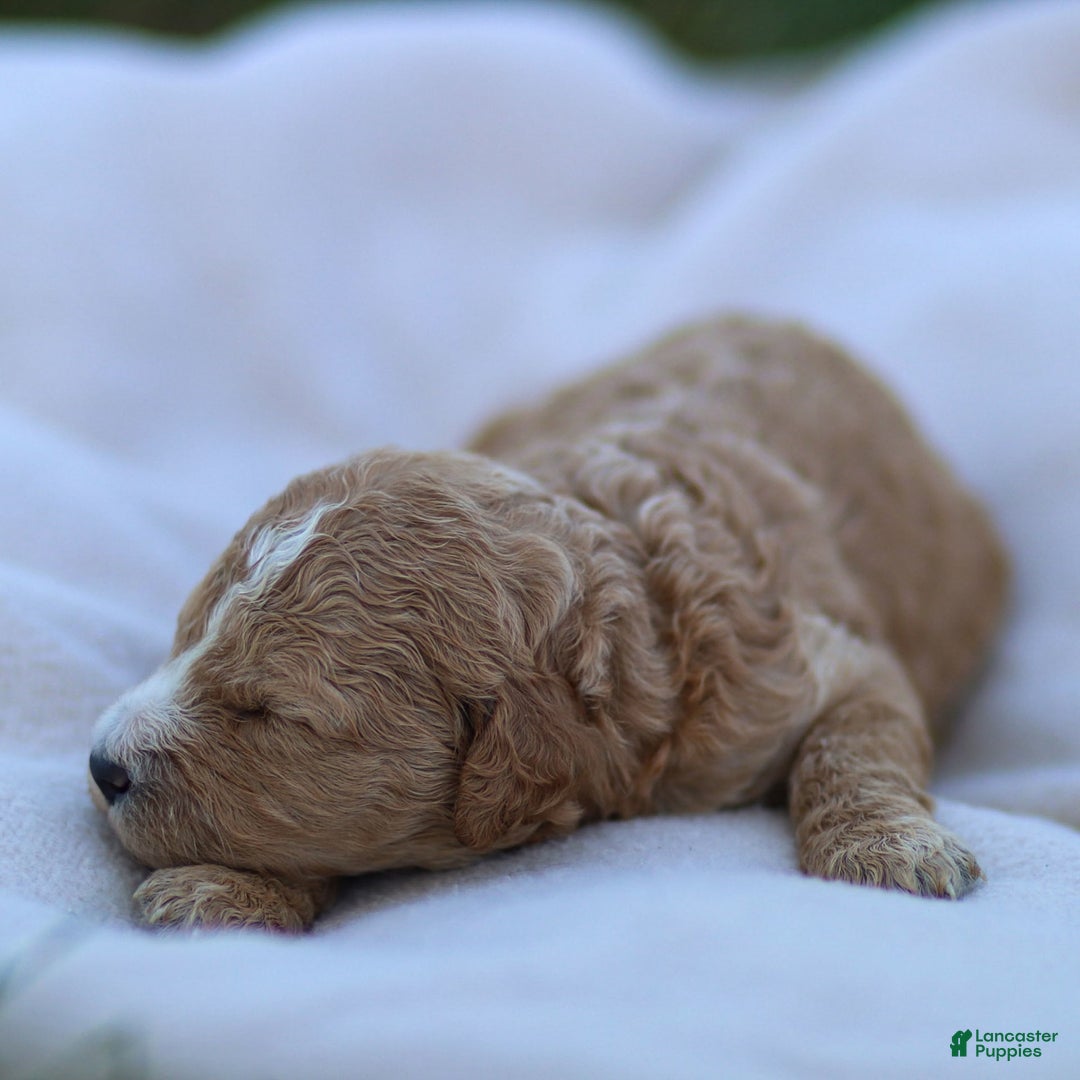 Goldendoodle dogs for sale: Ocean - Image 2