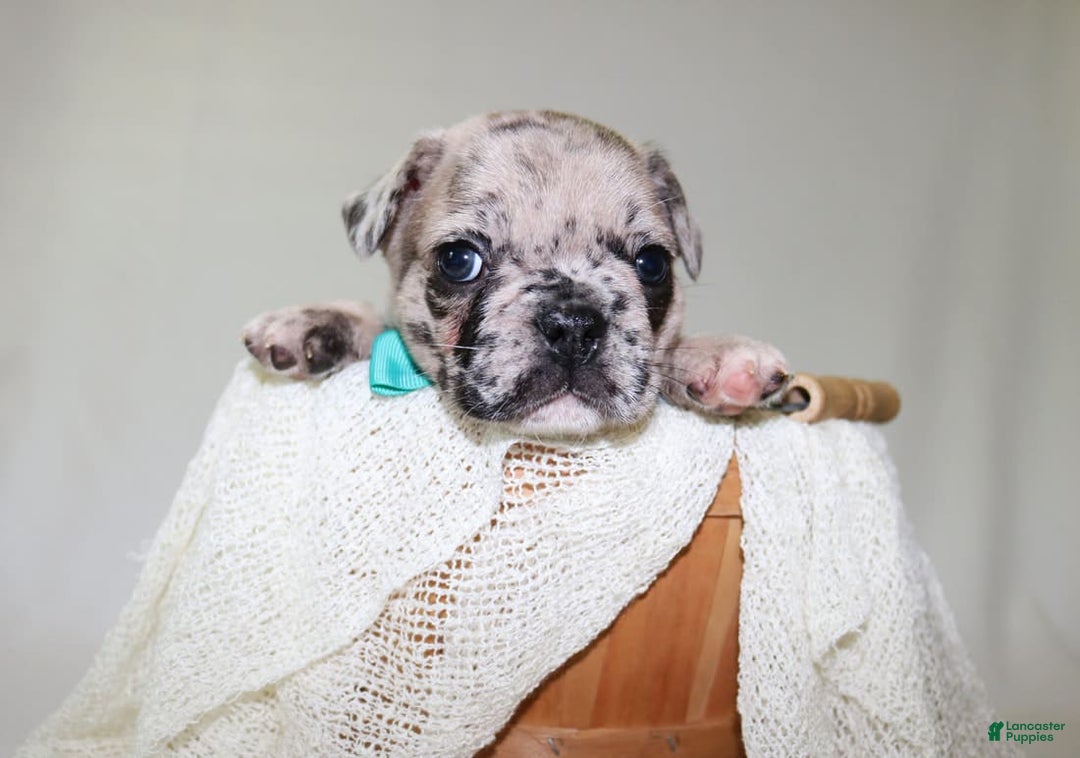 French Bulldog dogs for sale: Loki Akc - Image 21