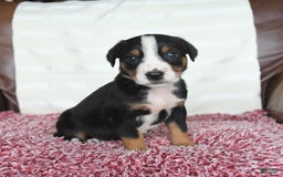 Greater Swiss Mountain Dog dogs for sale: Frances - Image 6