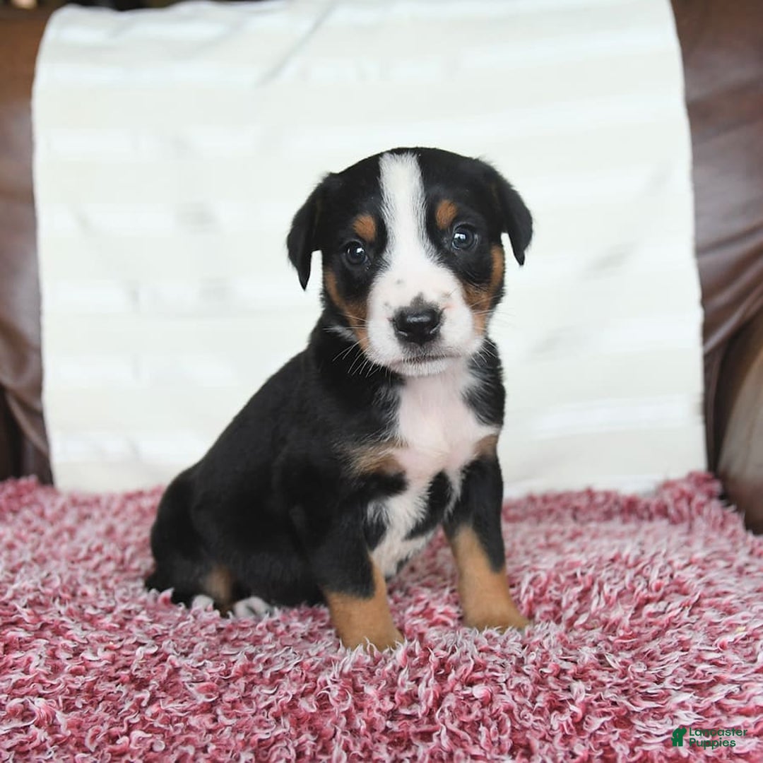 Greater Swiss Mountain Dog dogs for sale: Frances - Image 6