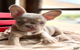 French Bulldog dogs for sale: Susu - Image 1