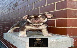 French Bulldog dogs for sale: Bahha - Image 3