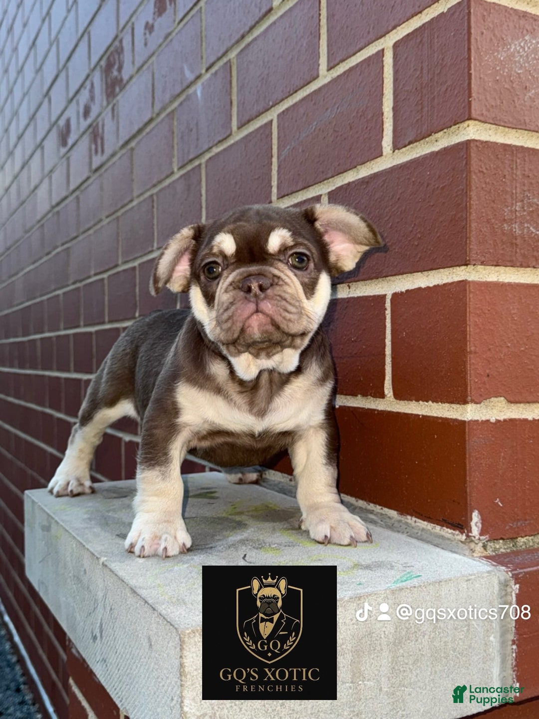French Bulldog dogs for sale: Bahha - Image 3