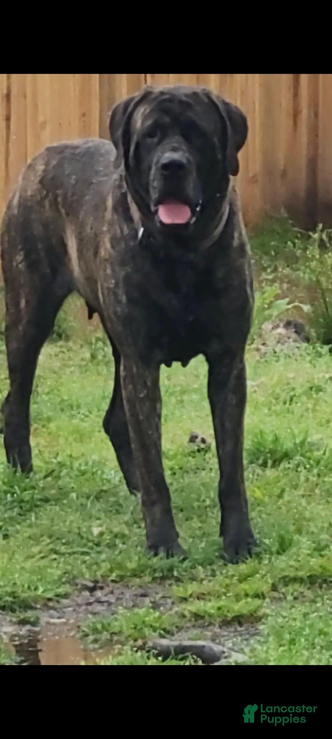 English Mastiff dogs for sale: Banner - Image 3