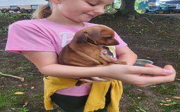 Miniature Pinscher dogs for sale: Jake - Image 1