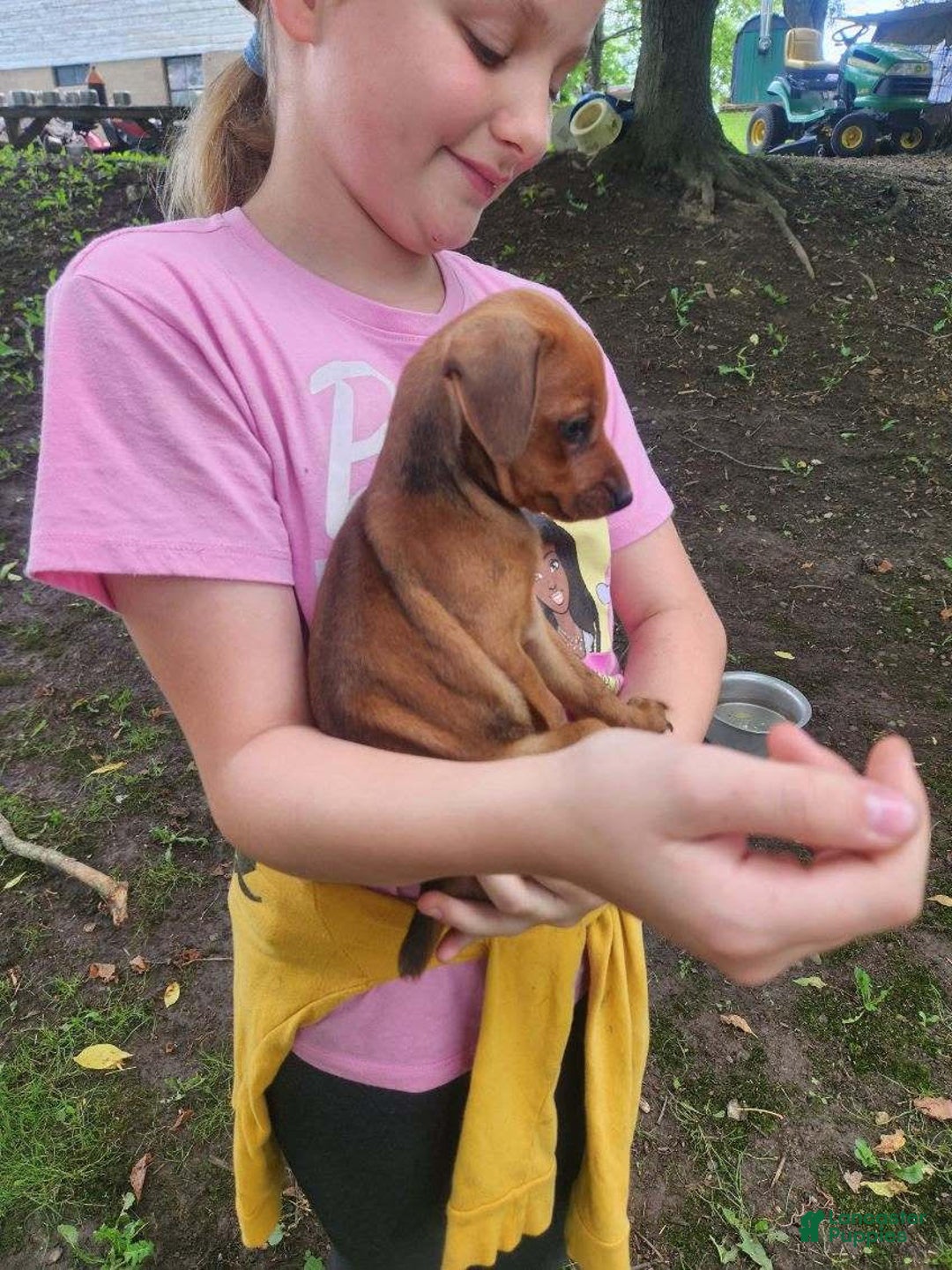 Miniature Pinscher dogs for sale: Jake - Image 1