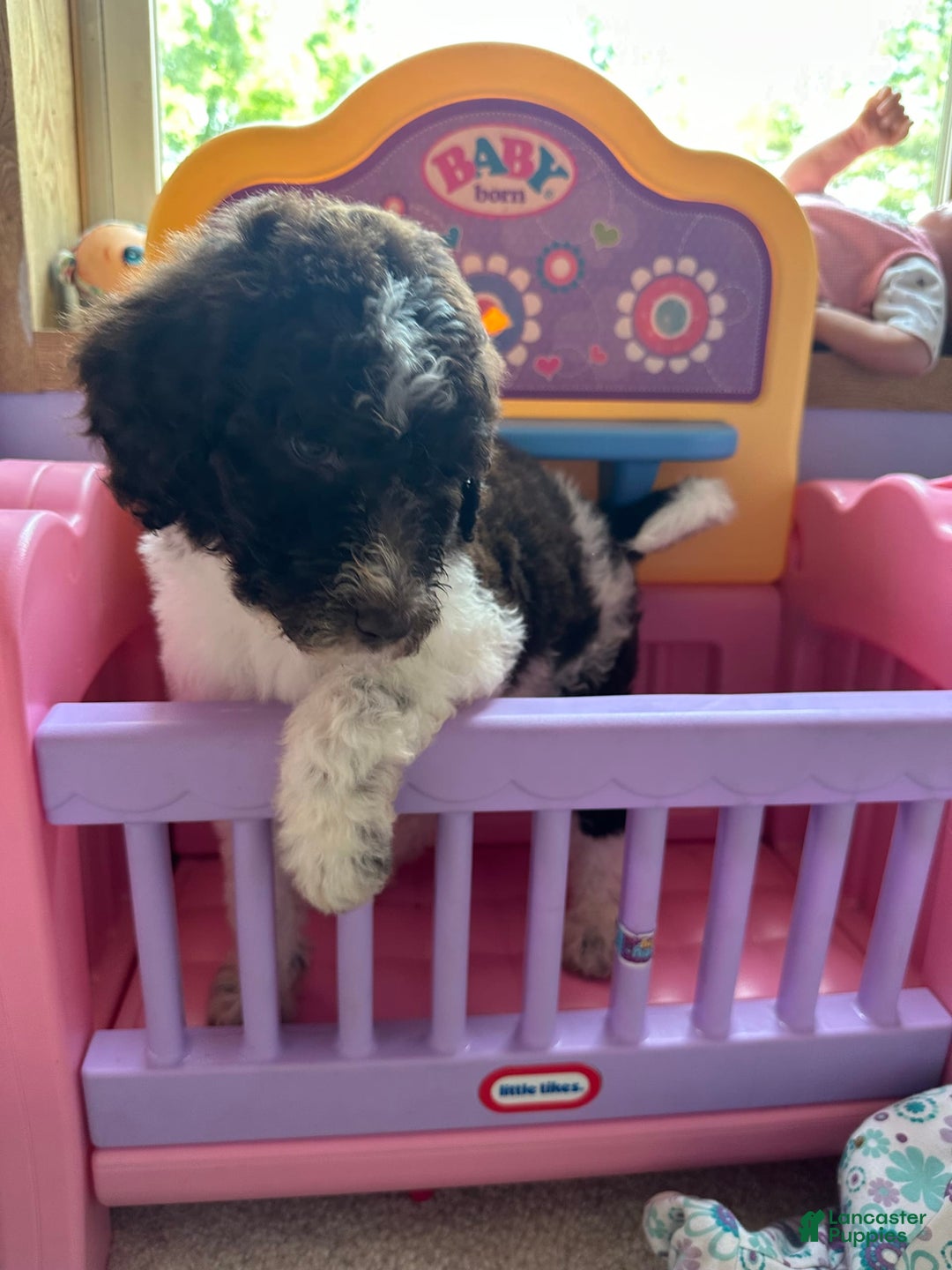 Aussiedoodle dogs for sale: Aussiedoodle 7 puppies - Image 6