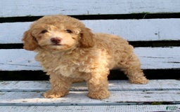 Miniature Poodle dogs for sale: Cally - Image 7