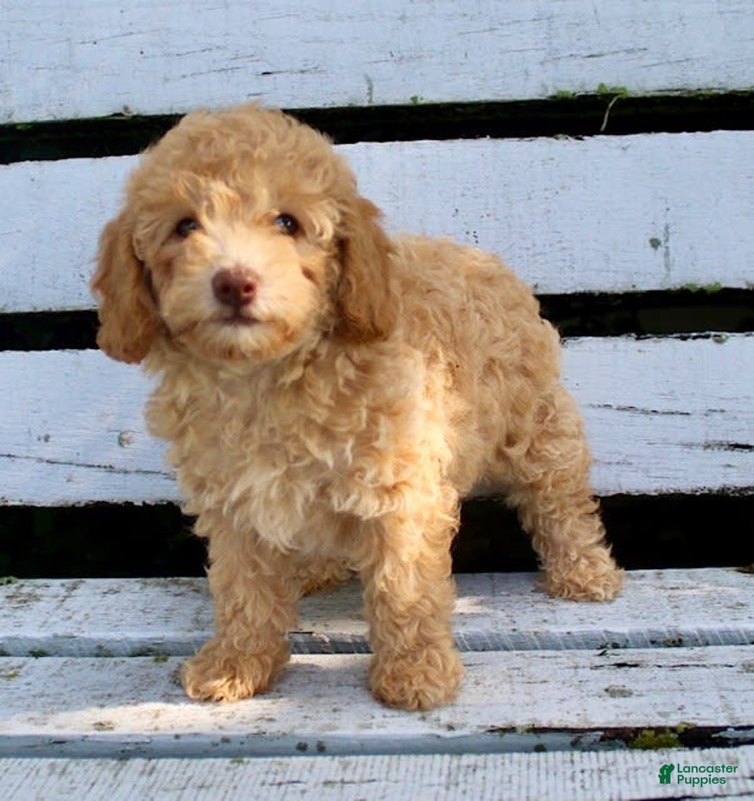 Miniature Poodle dogs for sale: Cally - Image 7