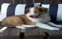 Collie dogs for sale: Dolly - Image 5