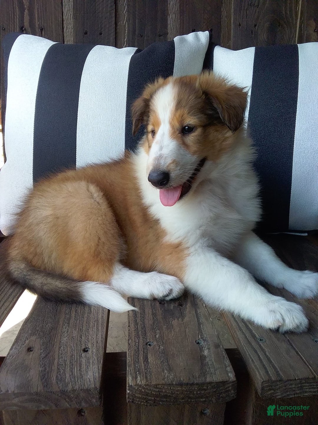 Collie dogs for sale: Dolly - Image 5