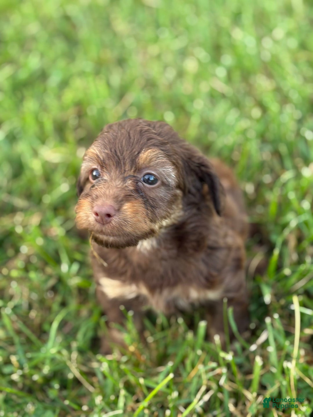 Aussiedoodle dogs for sale: Atlas - Image 10